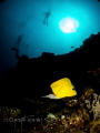   Butterfly sea  